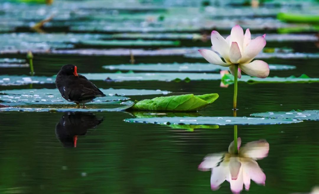 美到可以做签名的诗句,句句经典句句爱!