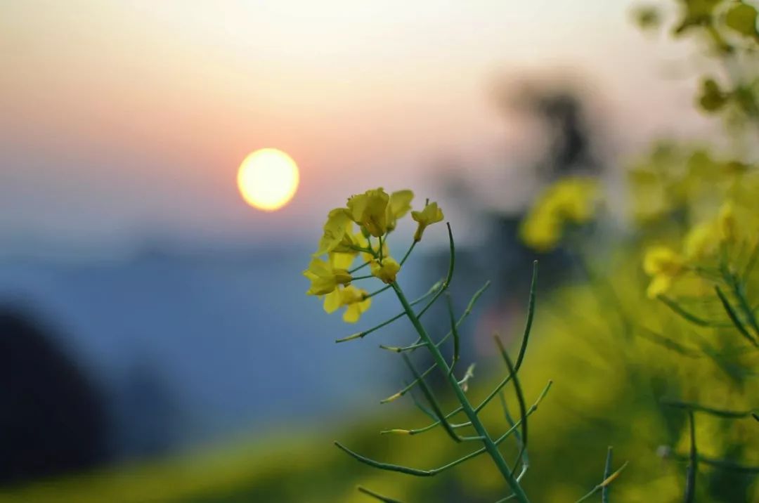 美到可以做签名的诗句,句句经典句句爱!